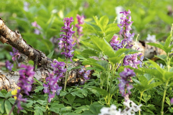 Hollow larkspur (Corydalis cava) with white and purple flowers in a forest in spring, Lower Saxony, Germany