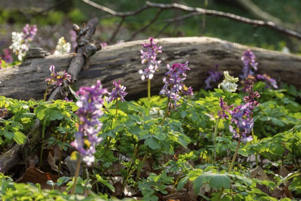 Hollow larkspur (Corydalis cava) with white and purple flowers in atmospheric light in a forest in spring, dead wood in the background, Lower Saxony, Germany