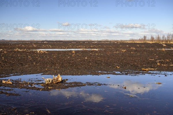 Mariendrebber, Drebber, NiedersacabgePeaty Hoochmoor Schwarztorf in cloudy skies with earthy colors and natural texture surrounded by birch forest, Diepholz moor lowlands, Drebber, Lower Saxony, Germany