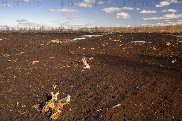 Peated hoochmoor black peat in cloudy skies with earthy colors and natural texture, Diepholzer Moorniederung, Drebber, Lower Saxony, Germany