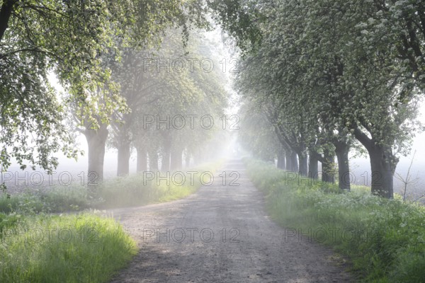 A misty morning path lined with trees, soft light creates a calm and peaceful atmosphere Mulberry tree avenue (Morus spec.), Bohmte, Lower Saxony, Germany