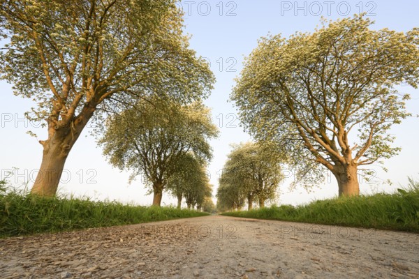 A rural path lined with green trees of a mulberry tree avenue (Morus spec.), Bohmte, Lower Saxony, Germany