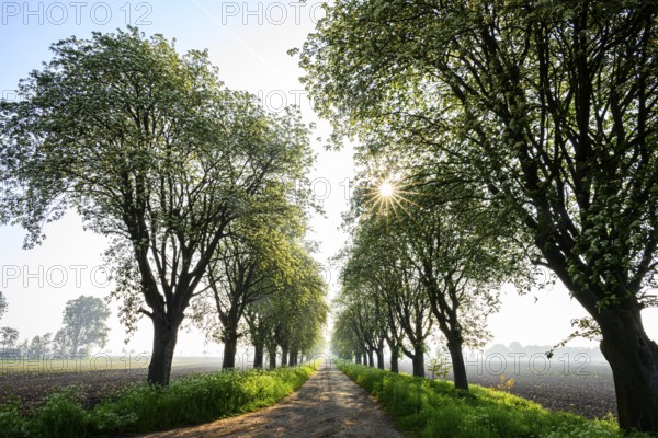 A tree-lined country road with sunbeams shining through the foliage. Peaceful rural scene in the morning light Mulberry tree avenue (Morus spec.), Bohmte, Lower Saxony, Germany