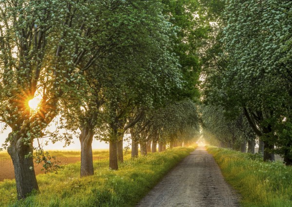 A rural path lined with green trees of a mulberry tree avenue (Morus spec.), through which the sunlight shines and creates a peaceful scenery, Bohmte, Lower Saxony, Germany