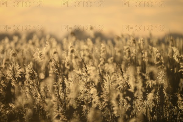 Reed field Reed reeds in the warm light of sunset with golden atmosphere, Lembruch, Lower Saxony, Germany