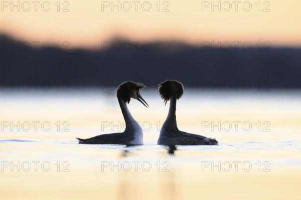 Two great crested grebes (Podiceps cristatus) in the water at sunset, romantic atmosphere, Steinhuder Meer, Lower Saxony, Germany