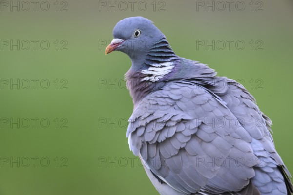 Close-up of a wood pigeon (Columba palumbus) against a blurred background, Dümmer nature park Park, Lower Saxony, Germany