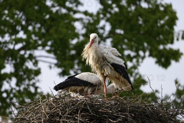 Two storks White storks (Ciconia ciconia) on a nest in front of a green foliage background under a slightly cloudy sky, Dümmer nature park Park, Lower Saxony, Germany