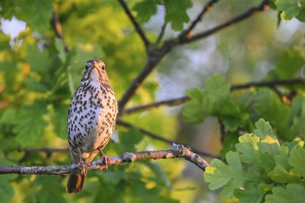 Singing bird Song Thrush (Turdus philomelos) on a branch, surrounded by fresh green leaves, Dümmer nature park Park, Lower Saxony, Germany