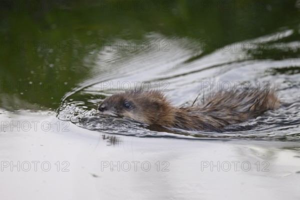 A muskrat (Ondatra zibethicus) swims through the water, which is reflected by trees in the background, A beaver swims through the water, creating gentle waves on the surface, Dümmer nature park Park, Lower Saxony, Germany