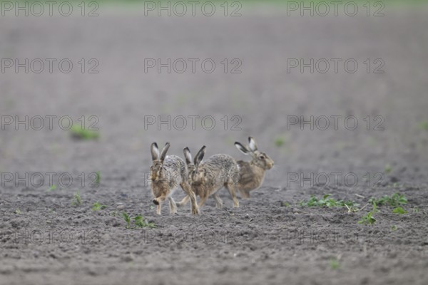 Group of three hares European hare (Lepus europaeus) on an open, dry field, Dümmer nature park Park, Lower Saxony, Germany