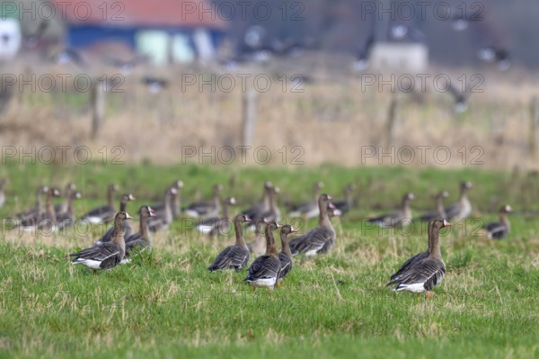 Large group of white-fronted geese (Anser albifrons) in a meadow with a cloudy sky in the background, Dümmer nature park Park, Lower Saxony, Germany