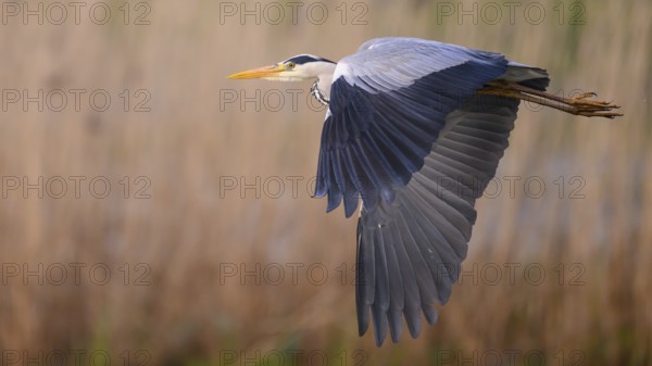Grey heron (Ardea cinerea), also known as great white egret flies majestically over a field, its wings stretched out wide, A grey heron flies elegantly over reeds in natural surroundings, Dümmer nature park Park, Lower Saxony, Germany