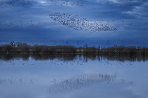 A flock of starlings (Sturnus vulgaris) flies over a calm body of water reflecting the sky, flock of birds forming patterns over a calm lake with blue clouds, Dümmer nature park Park, Lower Saxony, Germany