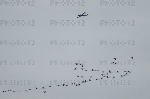 An airplane flies over a flock of birds flying in formation in the grey sky, Dümmer nature park Park, Lower Saxony, Germany