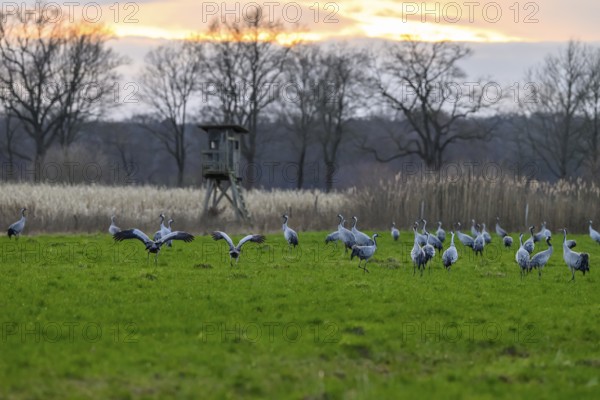 A group of cranes (Grus grus) in a meadow with a sunset in the background, cranes on a field in front of sunset with trees and high seat Mariendrebber, Drebber, Lower Saxony, Germany