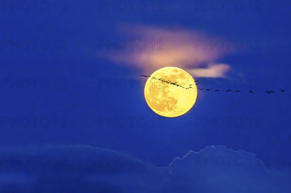 Full moon in the blue night sky with passing cranes (Grus grus) and light clouds, Full moon in the night sky with migrating birds and bright clouds, Drebber, Lower Saxony, Germany