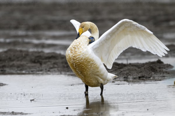 Whooper swan (Cygnus cygnus) spreads its wings in shallow water, Dümmer nature park Park, Lower Saxony, Germany