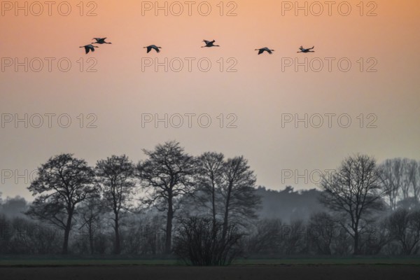 Cranes (Grus grus) flying over a quiet landscape at dusk, Dümmer nature park Park, Lower Saxony, Germany
