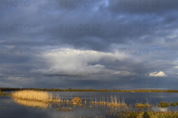 A lake with reeds under a dramatically cloudy sky at dusk, cloudy sky over a lake with reeds in sunlight, Ochsenmor, Dümmer nature park Park, Lower Saxony, Germany