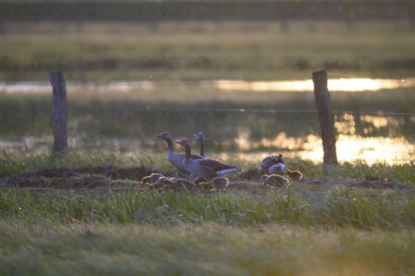 Greylag geese (Anser anser) with goslings move in the soft morning light in a meadow, Dümmer nature park Park, Lower Saxony, Germany