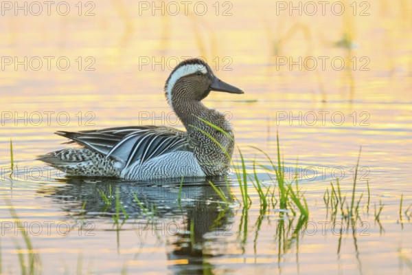 A garganey (Spatula querquedula, drake male animal swimming in a pond with reeds at sunset, Dümmer nature park Park, Lower Saxony, Germany