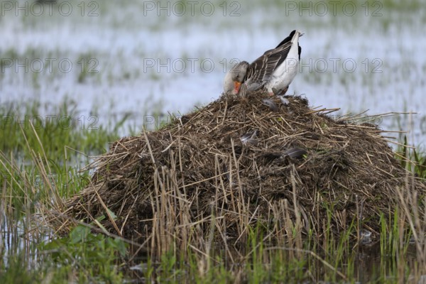 A grey goose (Anser anser) sits on its nest of dry reeds surrounded by water Dümmer nature park Park, Lower Saxony, Germany