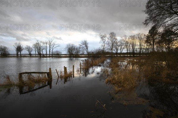 Flooded meadows in the western Dümmer lowlands, Schwege, Bohmte, Lower Saxony, Germany