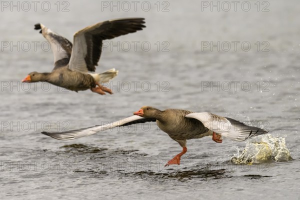 Two grey geese (Anser anser) start their flight just above the water surface, Dümmer nature park Park, Lower Saxony, Germany