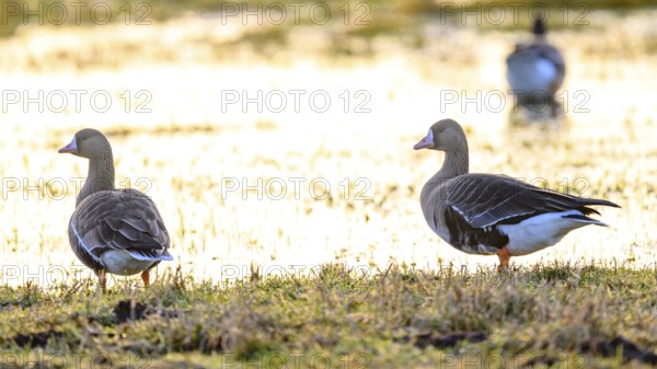Two white-fronted geese (Anser albifrons) on a grassy, flooded meadow, Dümmer nature park Park, Lower Saxony, Germany