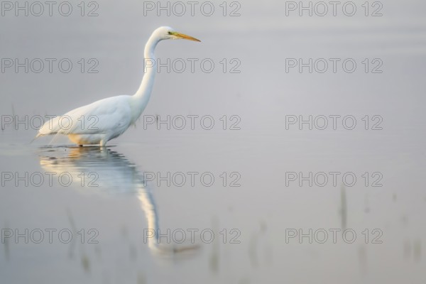 A Great Egret (Egretta alba, Ardea alba) stands in the water, its reflection visible, in a tranquil landscape its white figure reflected in the calm morning light, Dümmer nature park Park, Lower Saxony, Germany