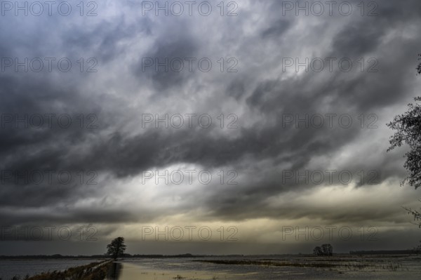 Dark, threatening clouds over a quiet, flat landscape with a lonely tree on the edge channel of Lake Dümmer, meadows in the western Dümmer lowlands, Schwege, Bohmte, Lower Saxony, Germany