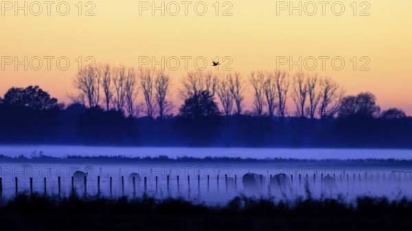 Foggy meadows landscape at sunrise, trees and birds visible as silhouettes, Boller Moor, Dümmer nature park Park, Lower Saxony, Germany