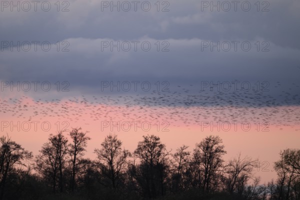 Flock of starlings (Sturnus vulgaris) flying over trees at sunrise, Dümmer nature park Park, Lower Saxony, Germany