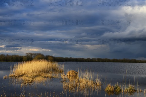 Sunlight illuminates reeds and a lake under dramatically cloudy sky, Dramatic sky over a lake with reflecting reeds in sunlight, Ochsenmor, Dümmer nature park Park, Lower Saxony, Germany