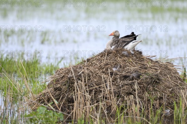A grey goose (Anser anser) sits quietly on a nest on your Bisamburg, which is surrounded by water, Dümmer nature park Park, Lower Saxony, Germany