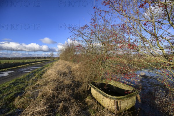 Old drinking trough at the edge of a path next to hawthorn bushes (Crataeguzs monogyna) under a blue sky with cloudsMariendrebber, Drebber, Lower Saxony, Germany