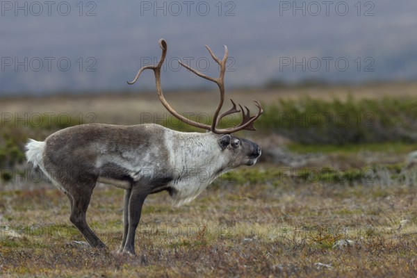 Typical posture of a reindeer bull (Rangifer tarandus) shortly in front of it makes its rutting call, rutting, autumn, Sweden
