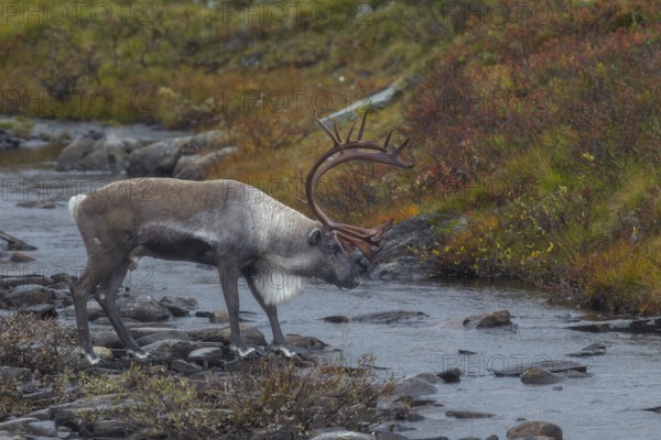 Reindeer bull (Rangifer tarandus) crossing a river in the tundra, rut, autumn, Sweden