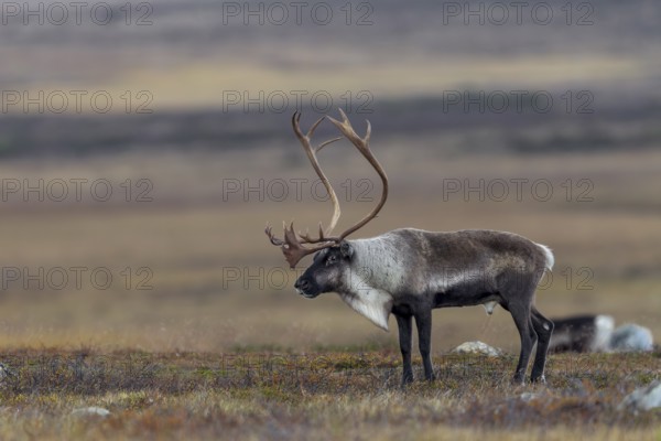 A reindeer bull (Rangifer tarandus) watches over his herd grazing in the tundra, rut, autumn, Sweden