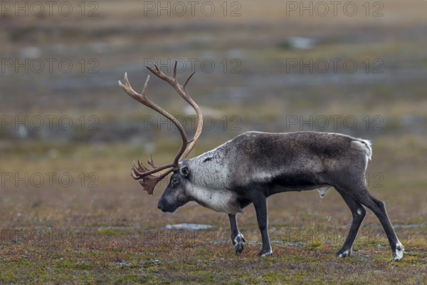 A reindeer bull (Rangifer tarandus) walks across the autumn tundra during the rut, rut, autumn, Sweden