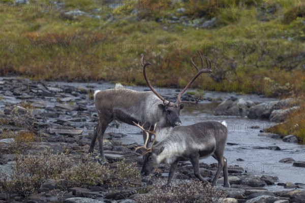 Reindeer bull (Rangifer tarandus) follows a female to test her readiness to mate, rut, autumn, Sweden