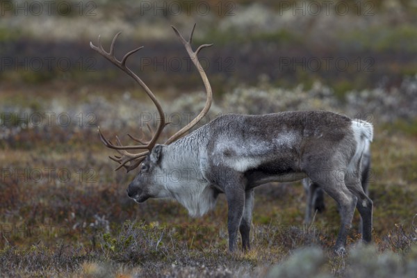 Reindeer bull (Rangifer tarandus) in rut, rut, autumn, Sweden