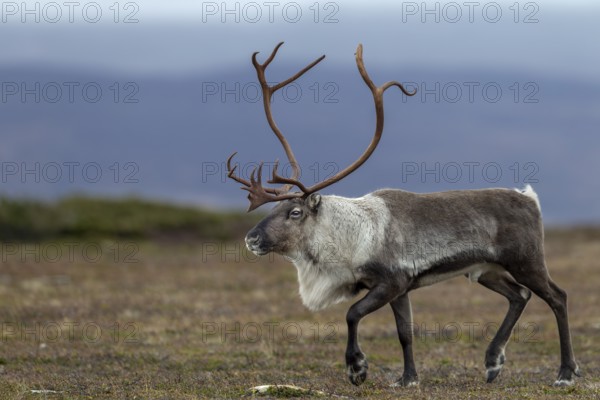 A reindeer bull (Rangifer tarandus) during the rut in search of females, rut, autumn, Sweden