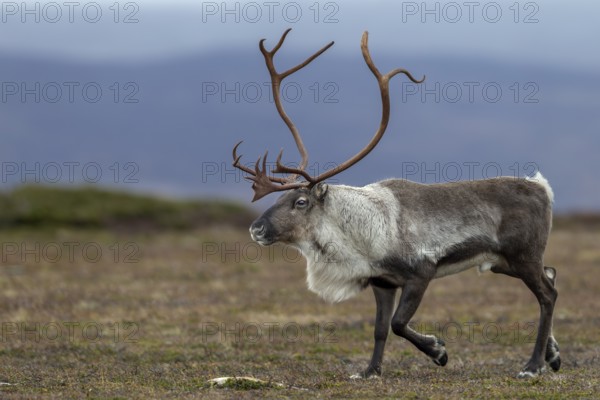 During the rut, reindeer bulls (Rangifer tarandus) are almost constantly on the move, rut, autumn, Sweden