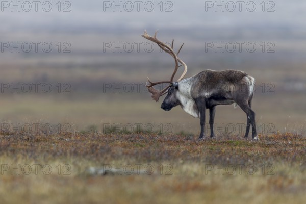 A reindeer bull (Rangifer tarandus) stands exhausted in the tundra, the rut is a strenuous time, rut, autumn, Sweden