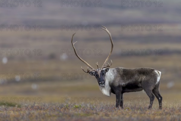 The antlers of reindeer bulls (Rangifer tarandus) can reach a considerable size, rut, autumn, Sweden