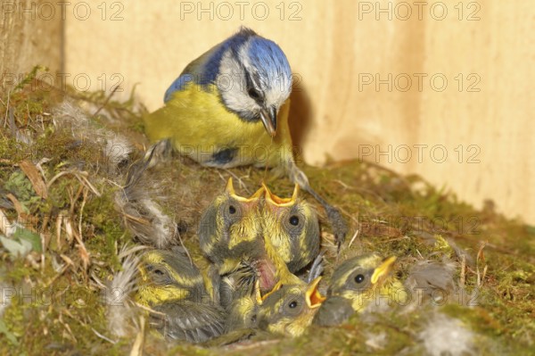 Blue tit (Cyanistes caeruleus) feeding the young in the nest, Wilnsdorf, North Rhine-Westphalia, Germany