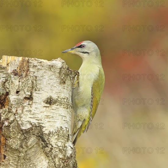 Grey-headed woodpecker (Picus canus), male sitting on a tree stump at the edge of the forest, Hebstwald, Wildlife, woodpeckers, birds, nature photography, Wilnsdorf, North Rhine-Westphalia, Germany
