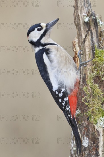 Great spotted woodpecker (Dendrocopos major), male, foraging on a tree stump overgrown with moss and lichen in the forest, Wilnsdorf, North Rhine-Westphalia, Germany